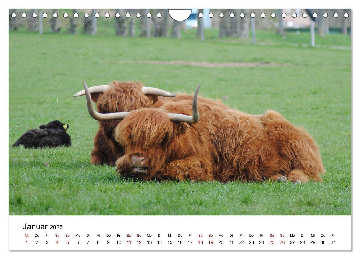 Bild: 9783435013999 | Die Schottischen Hochlandrinder und ihr Nachwuchs (Wandkalender...