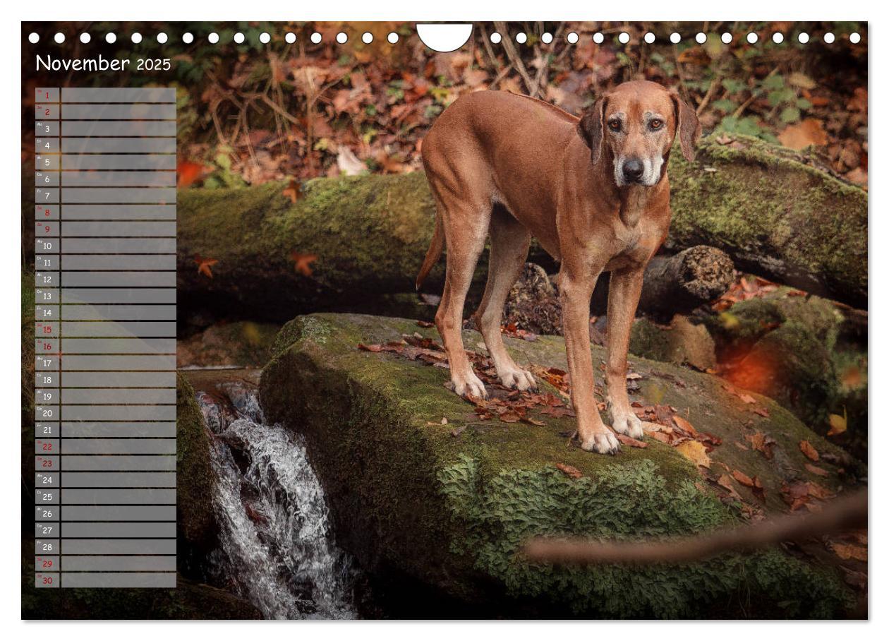 Bild: 9783435358625 | Rhodesian Ridgeback - Herzen auf vier Pfoten (Wandkalender 2025 DIN...