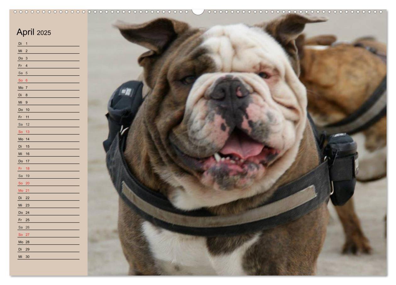 Bild: 9783435530861 | Faszination Bulldogge (hochwertiger Premium Wandkalender 2025 DIN...