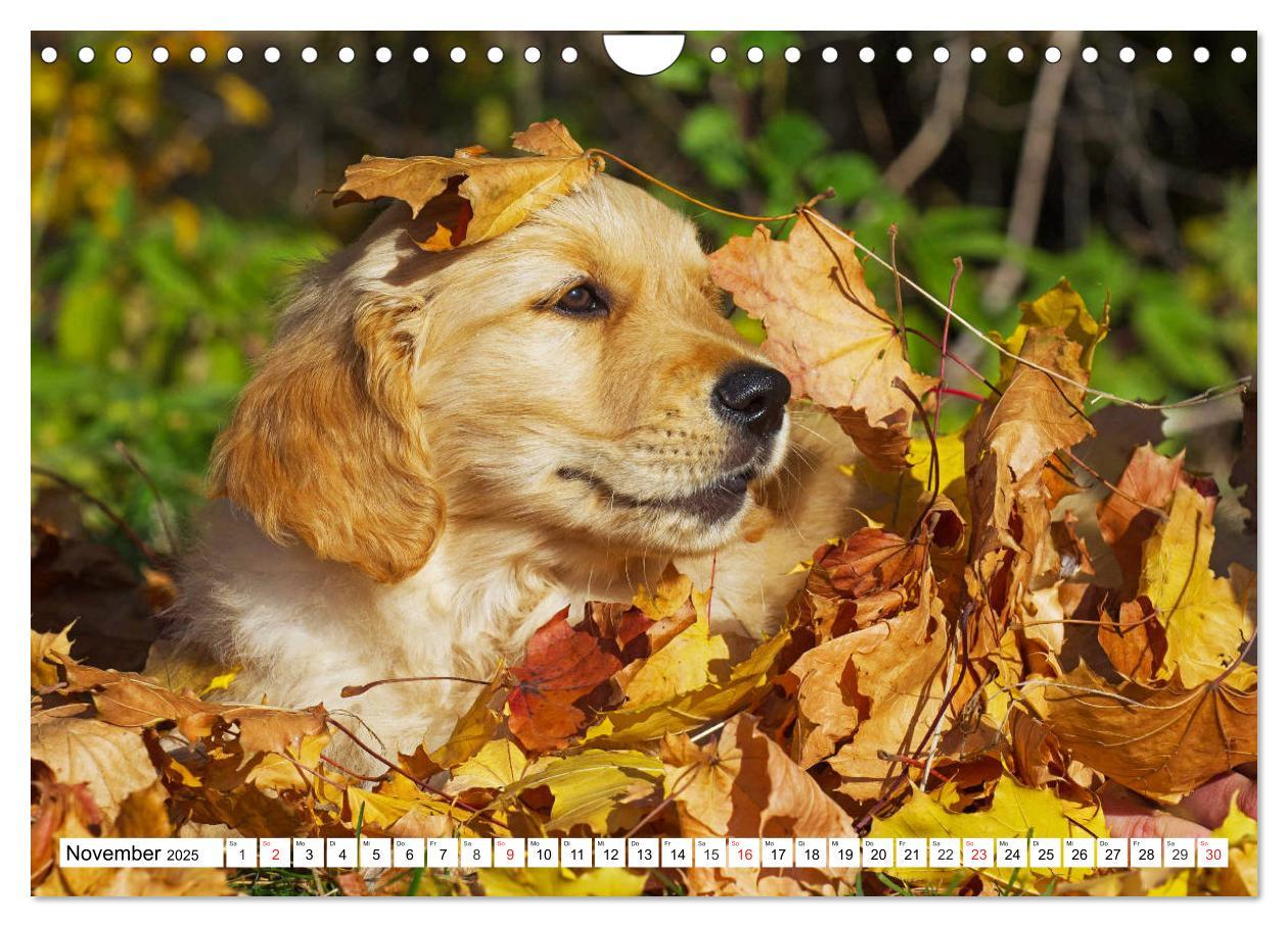 Bild: 9783435214181 | Goldige Herzensbrecher - Golden Retriever Welpen (Wandkalender 2025...