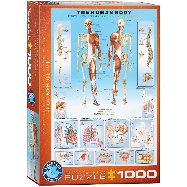 Cover: 628136610001 | Der menschliche Körper (Puzzle) | Spiel | In Spielebox | 2020