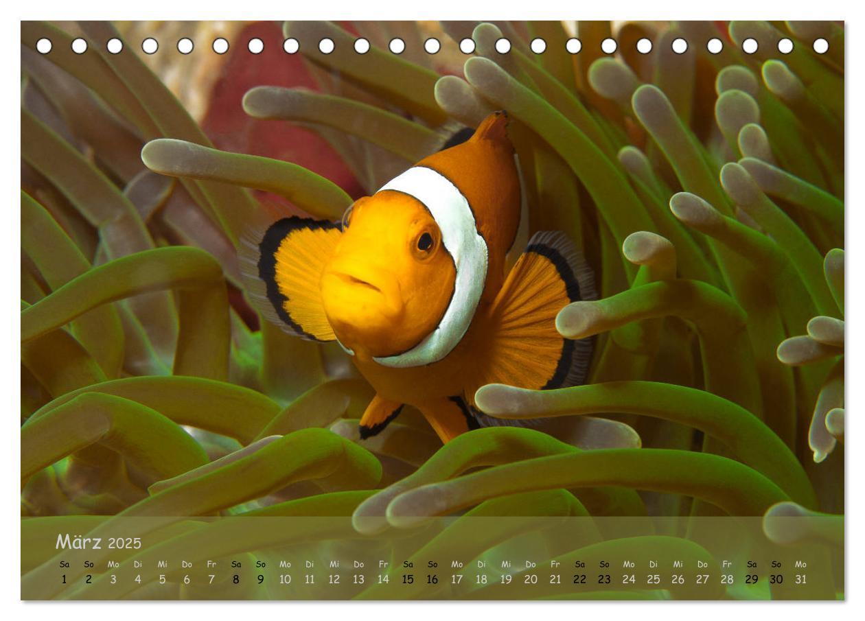 Bild: 9783435351169 | Anemonenfische - Streitbare Gesellen (Tischkalender 2025 DIN A5...