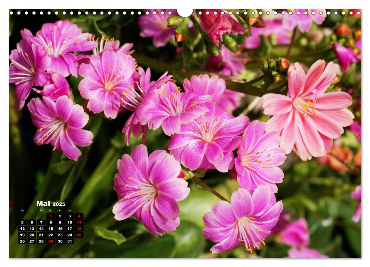 Bild: 9783435132775 | Lewisia, das Porzellanröschen (Wandkalender 2025 DIN A3 quer),...