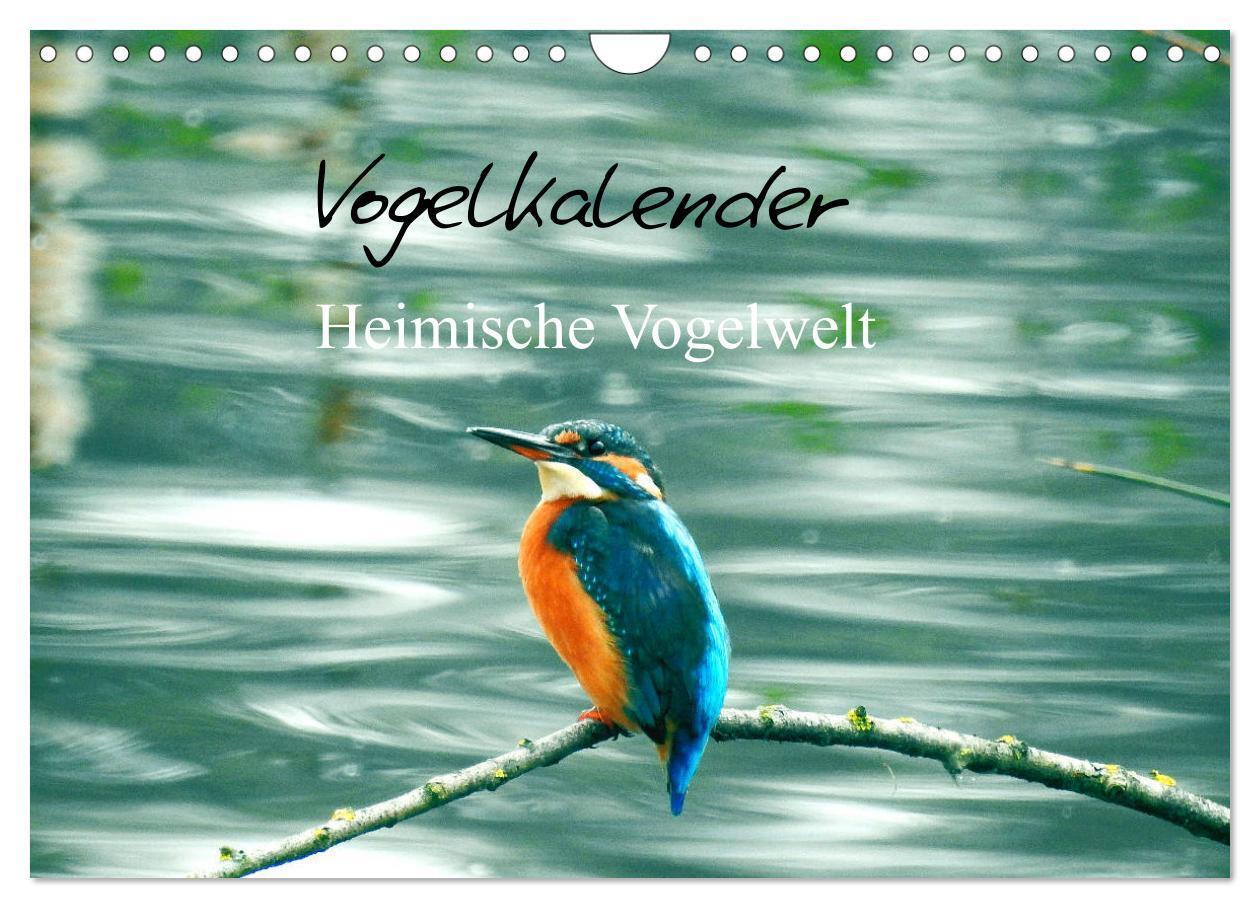 Cover: 9783383057052 | Vogelkalender (Wandkalender 2024 DIN A4 quer), CALVENDO Monatskalender