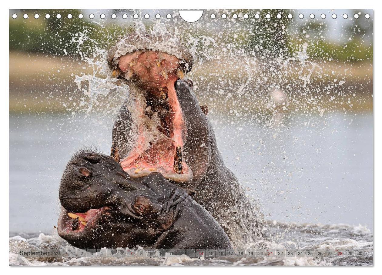 Bild: 9783435761456 | Flusspferde Magie des Augenblicks - Hippos in Afrika (Wandkalender...