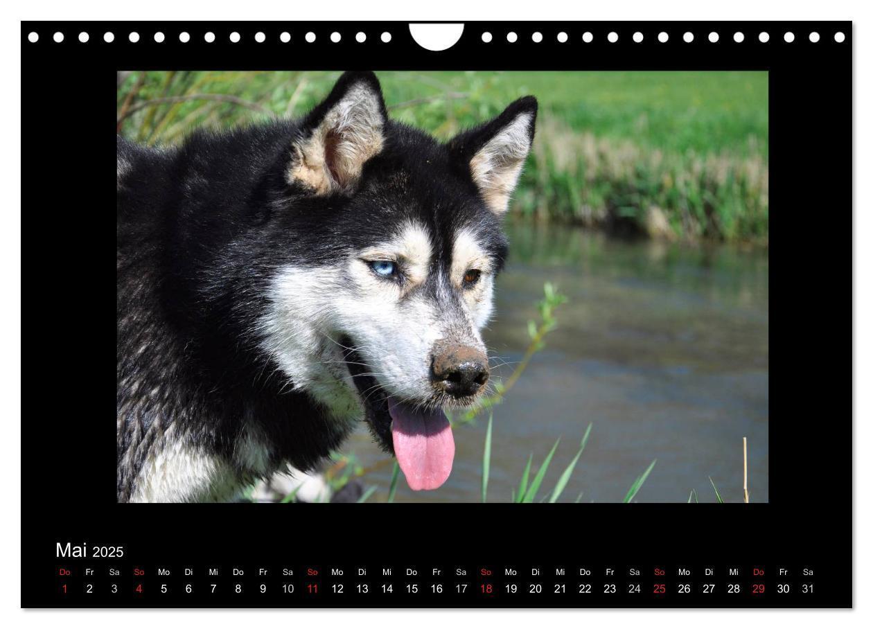 Bild: 9783435837649 | Husky-Kalender (Wandkalender 2025 DIN A4 quer), CALVENDO...