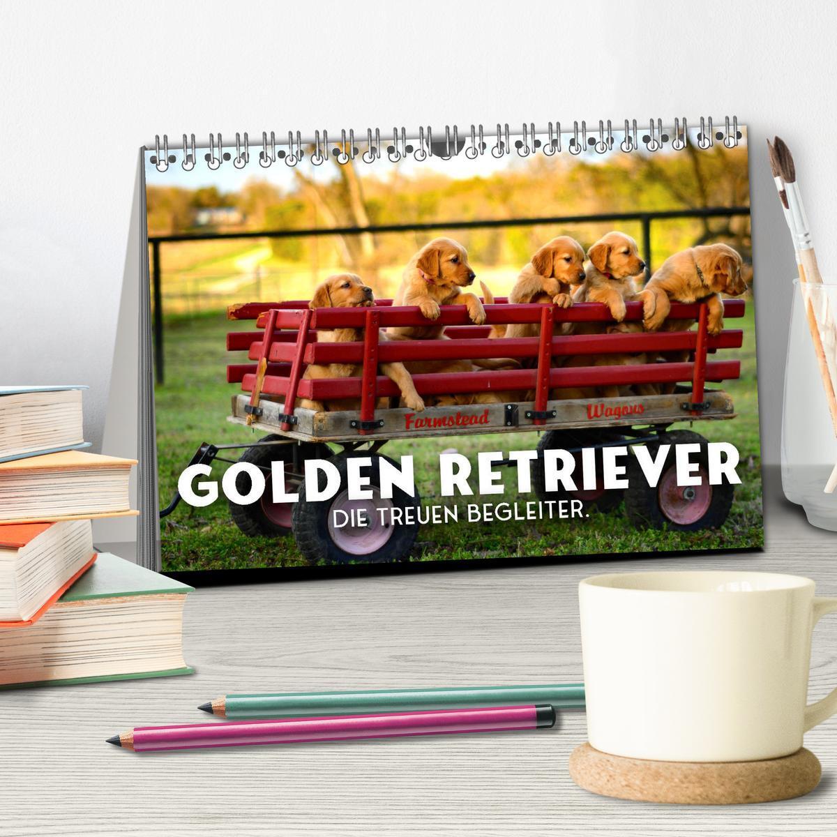 Bild: 9783383941504 | Golden Retriever - Die treuen Begleiter. (Tischkalender 2025 DIN A5...