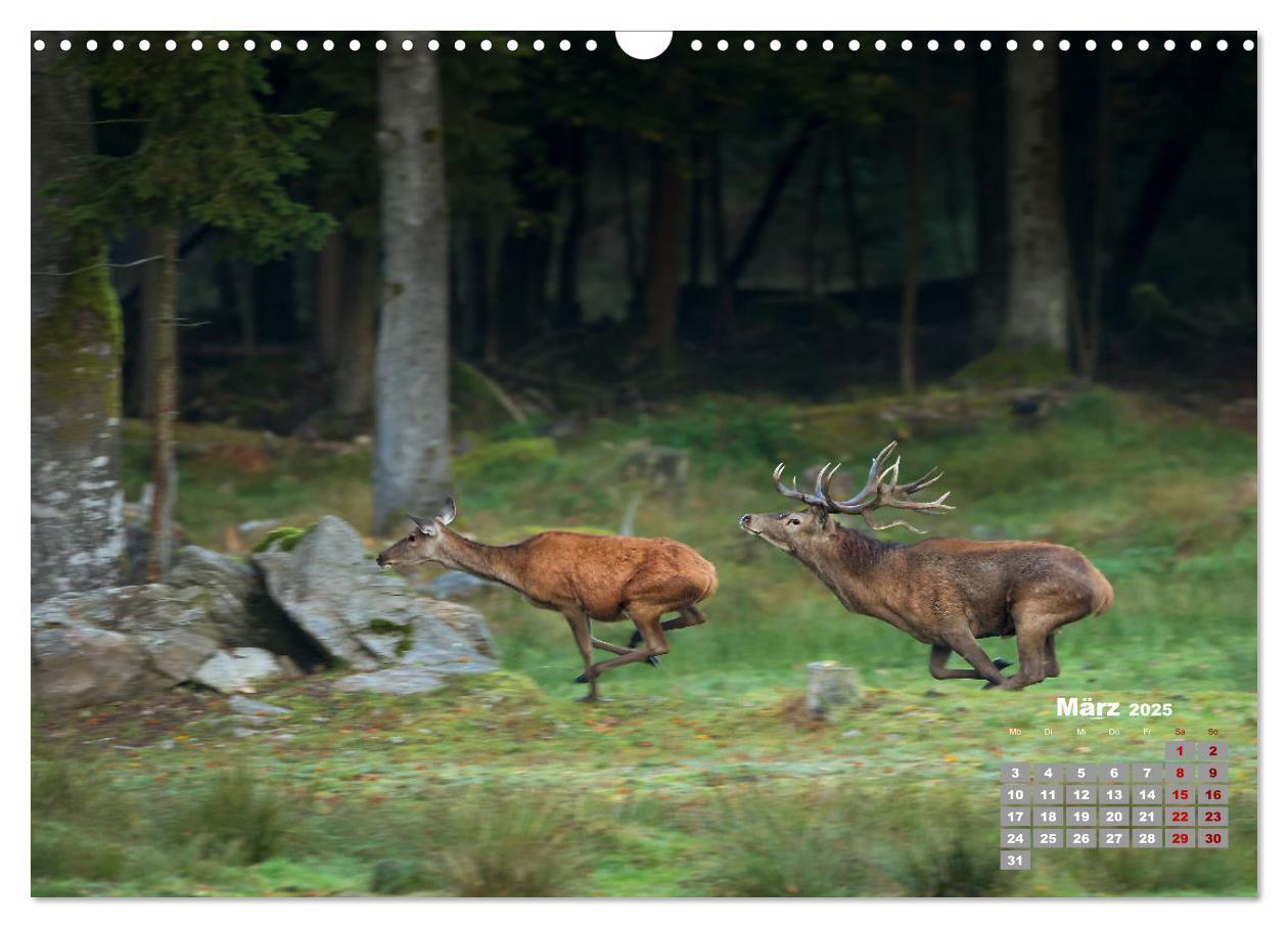 Bild: 9783435003877 | Krafttier Hirsch (Wandkalender 2025 DIN A3 quer), CALVENDO...