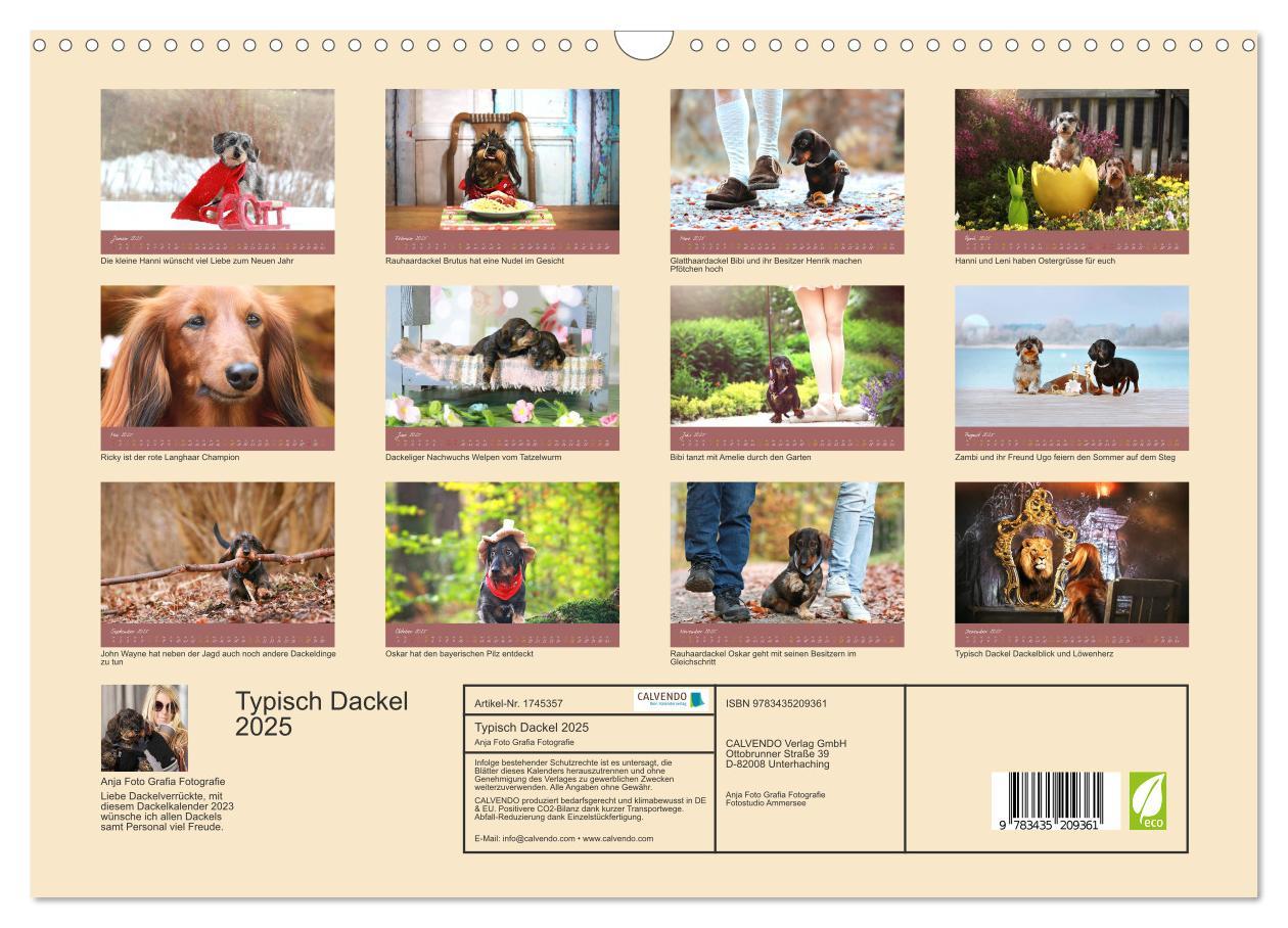 Bild: 9783435209361 | Typisch Dackel 2025 (Wandkalender 2025 DIN A3 quer), CALVENDO...