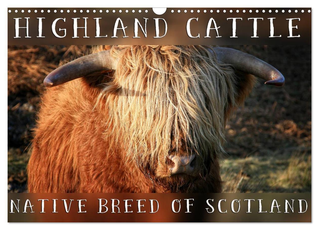 Cover: 9781325907373 | Highland Cattle - Native Breed of Scotland (Wall Calendar 2024 DIN...