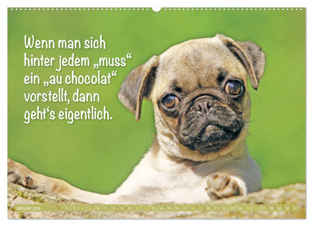 Bild: 9783457167205 | Lächeln mit Mops (Wandkalender 2025 DIN A2 quer), CALVENDO...