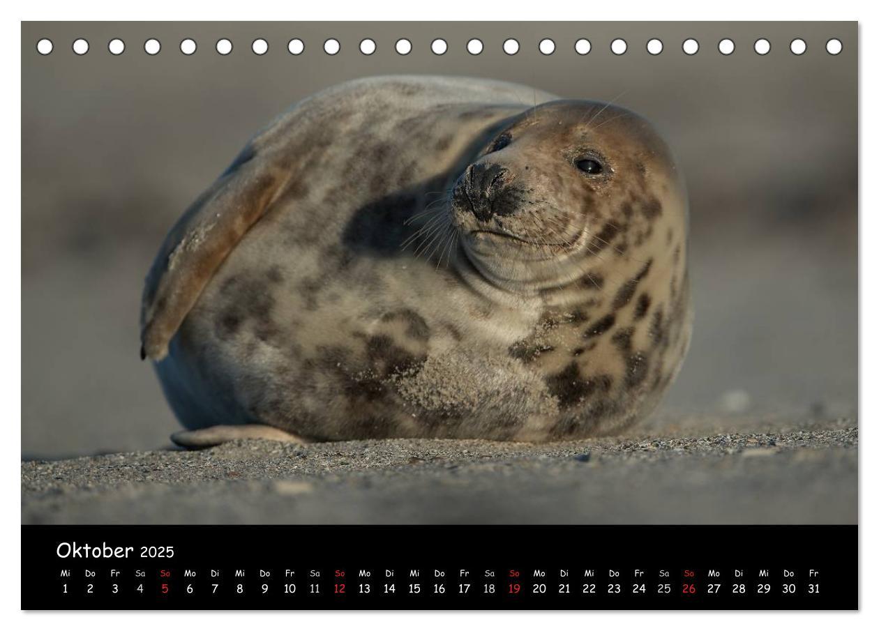 Bild: 9783435712014 | Robben auf Helgoland 2025 (Tischkalender 2025 DIN A5 quer),...