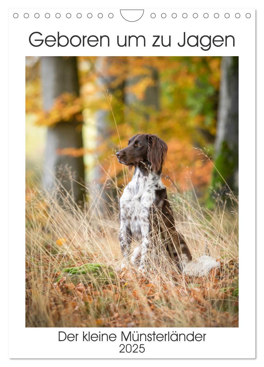 Cover: 9783457163382 | Geboren um zu Jagen. Der kleine Münsterländer (Wandkalender 2025...