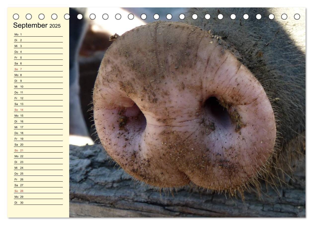 Bild: 9783435529421 | Von Säuen die Schwein haben! (Tischkalender 2025 DIN A5 quer),...