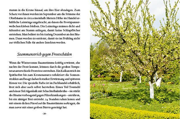 Bild: 9783710403071 | Das große kleine Buch: Obstbäume in unserem Garten | Elke Papouschek