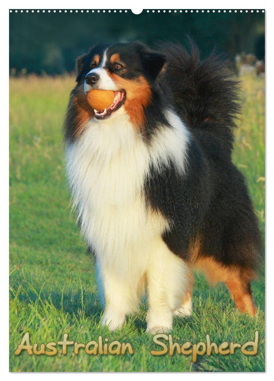 Cover: 9783457079805 | Australian Shepherd (Wandkalender 2025 DIN A2 hoch), CALVENDO...