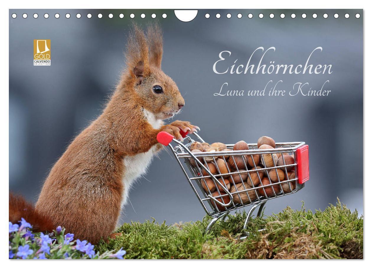 Cover: 9783383137457 | Eichhörnchen Luna und ihre Kinder (Wandkalender 2024 DIN A4 quer),...