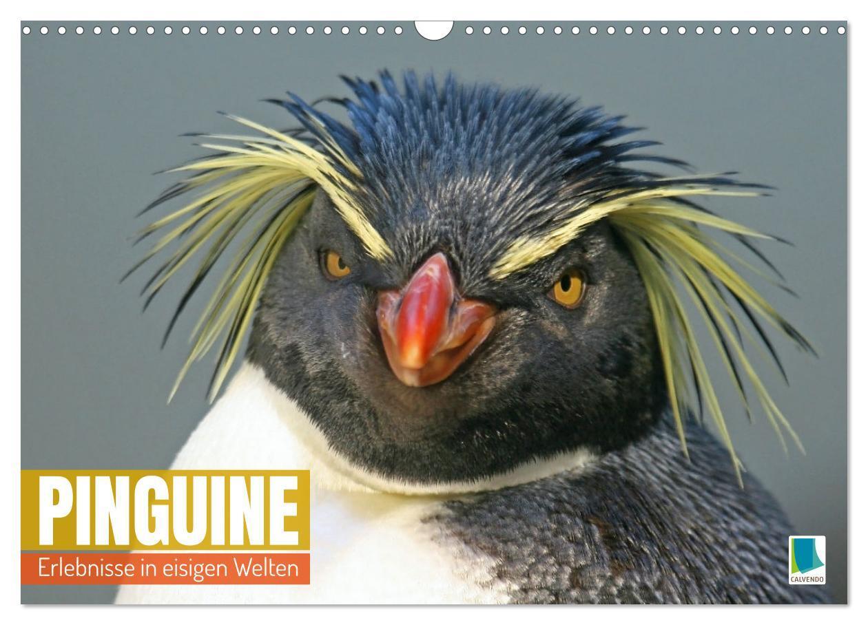 Cover: 9783383343568 | Pinguine: Erlebnisse in eisigen Welten (Wandkalender 2024 DIN A3...