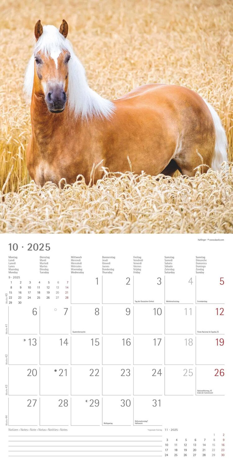 Bild: 4251732340704 | Pferde 2025 - Broschürenkalender 30x30 cm (30x60 geöffnet) -...