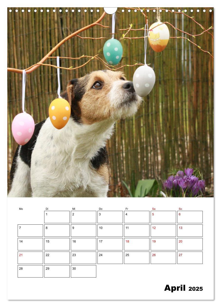 Bild: 9783435995592 | Tender Fellows - Parson Russell Terrier (Wandkalender 2025 DIN A3...