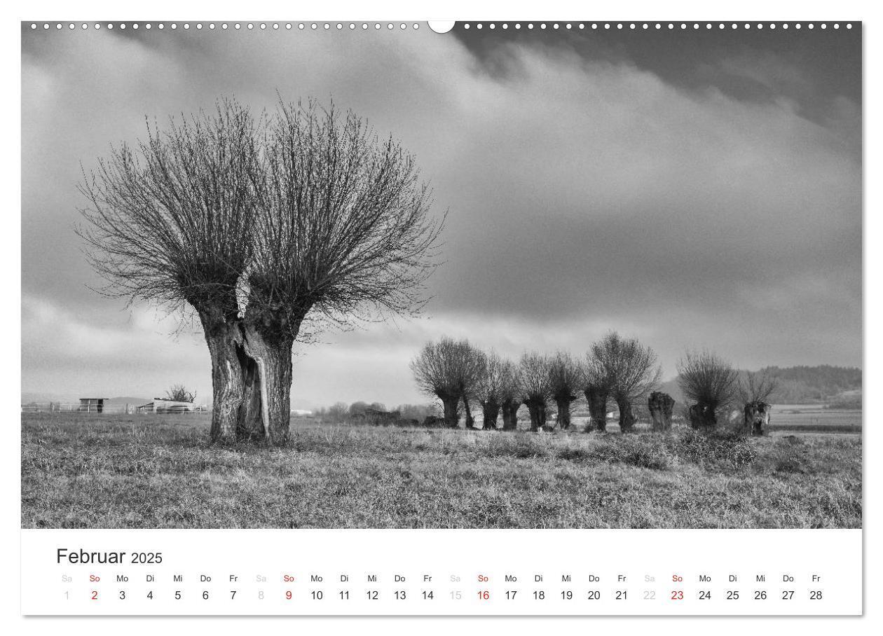 Bild: 9783435659999 | Bäume - Naturschönheiten in schwarz-weiß (Wandkalender 2025 DIN A2...