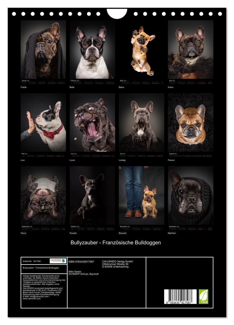 Bild: 9783435917587 | Bullyzauber - Französische Bulldoggen (Wandkalender 2025 DIN A4...