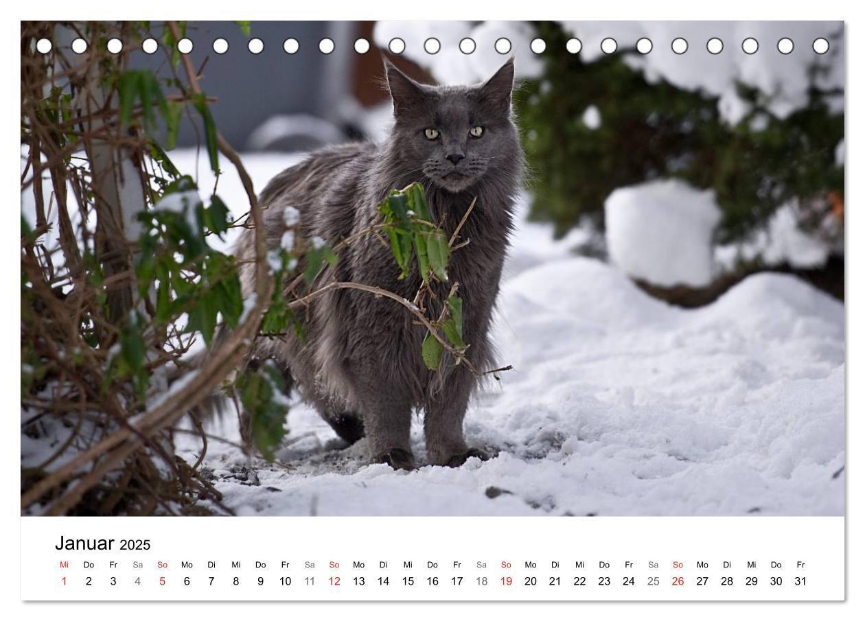 Bild: 9783435705290 | Rassekatzen 2025 (Tischkalender 2025 DIN A5 quer), CALVENDO...