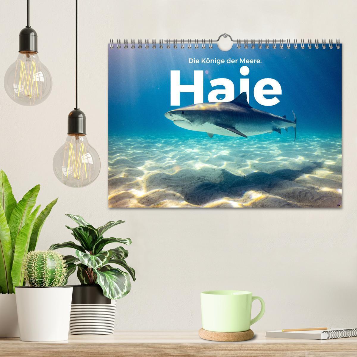 Bild: 9783435001453 | Haie - Könige der Meere. (Wandkalender 2025 DIN A4 quer), CALVENDO...