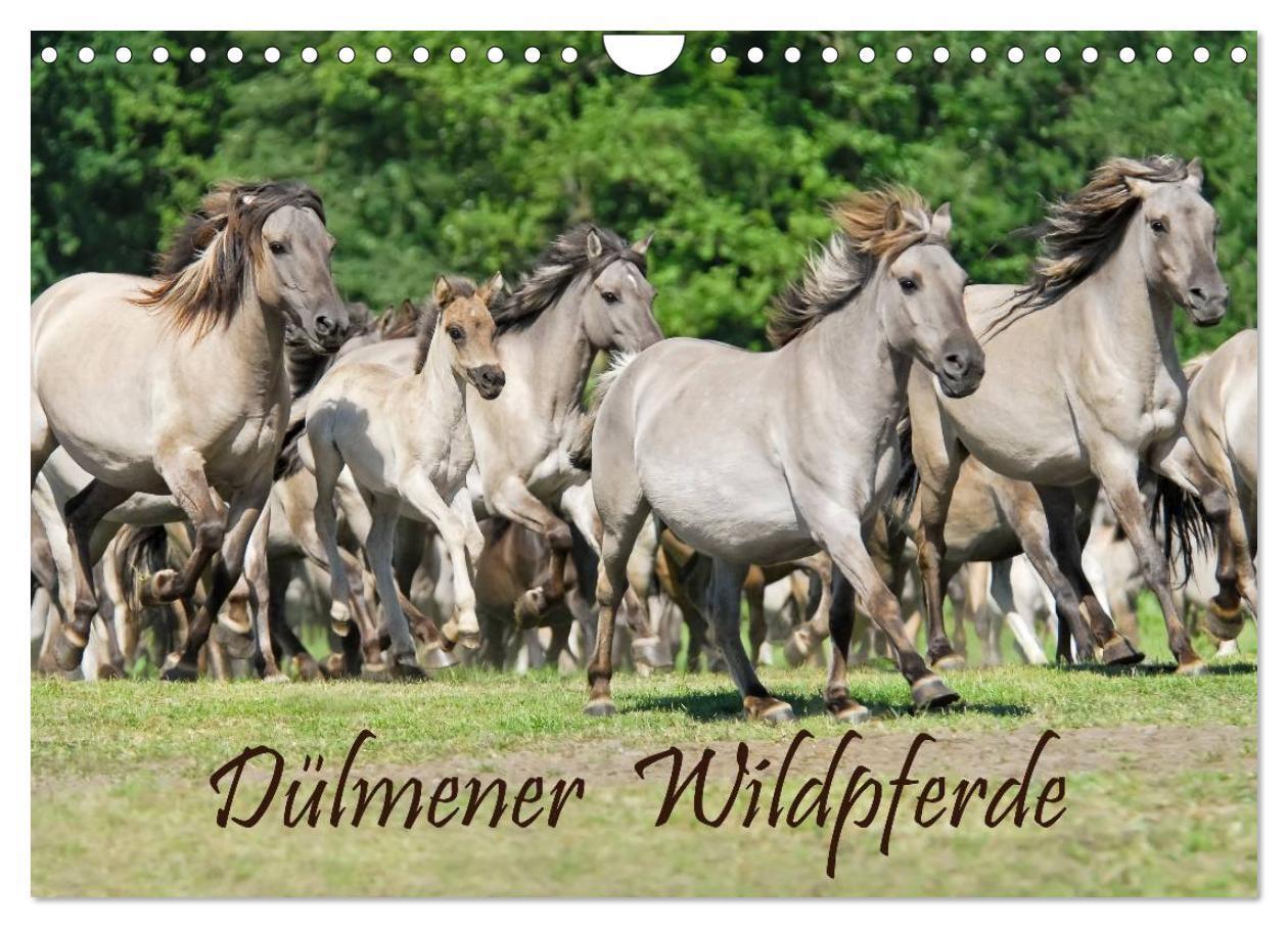 Cover: 9783435824762 | Dülmener Wildpferde (Wandkalender 2025 DIN A4 quer), CALVENDO...