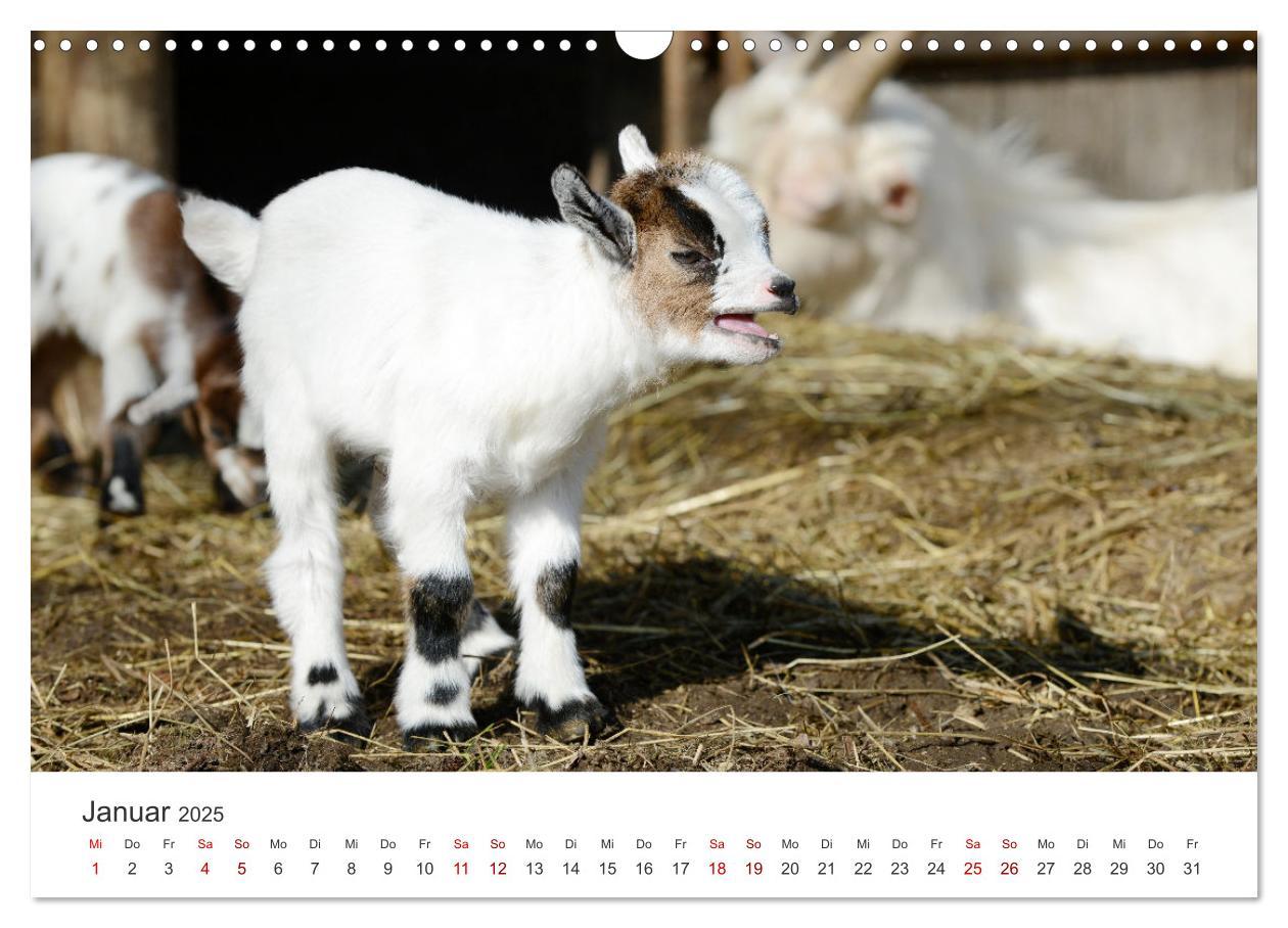 Bild: 9783435053643 | Ziegenkinder (Wandkalender 2025 DIN A3 quer), CALVENDO Monatskalender