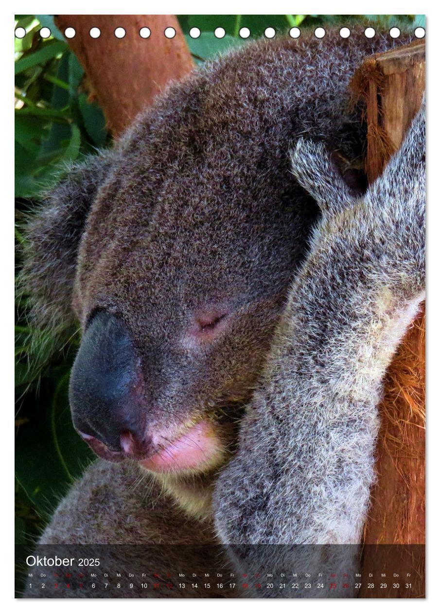 Bild: 9783435910946 | Koalas auf den Pelz gerückt (Tischkalender 2025 DIN A5 hoch),...