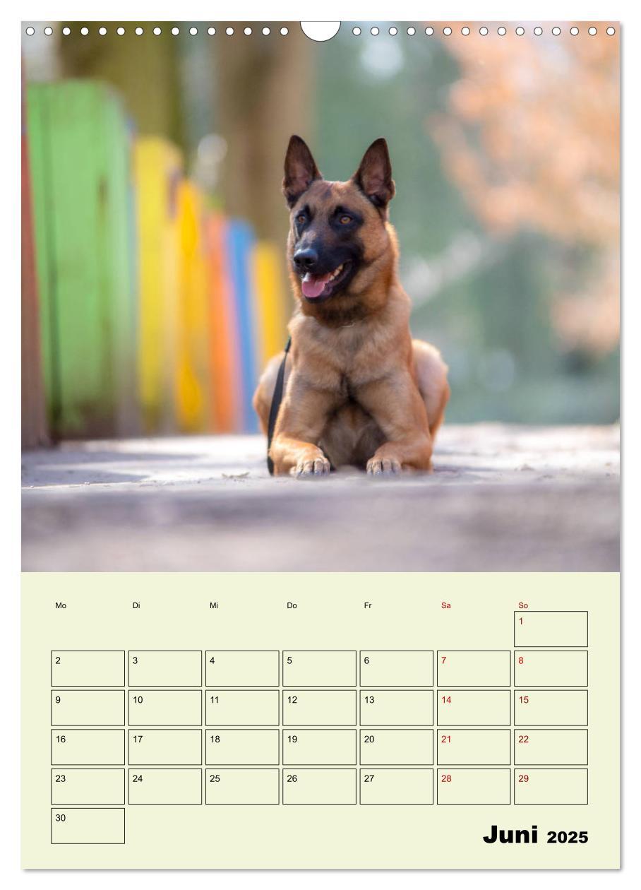 Bild: 9783435947065 | Malinois verlässliche Begleiter (Wandkalender 2025 DIN A3 hoch),...