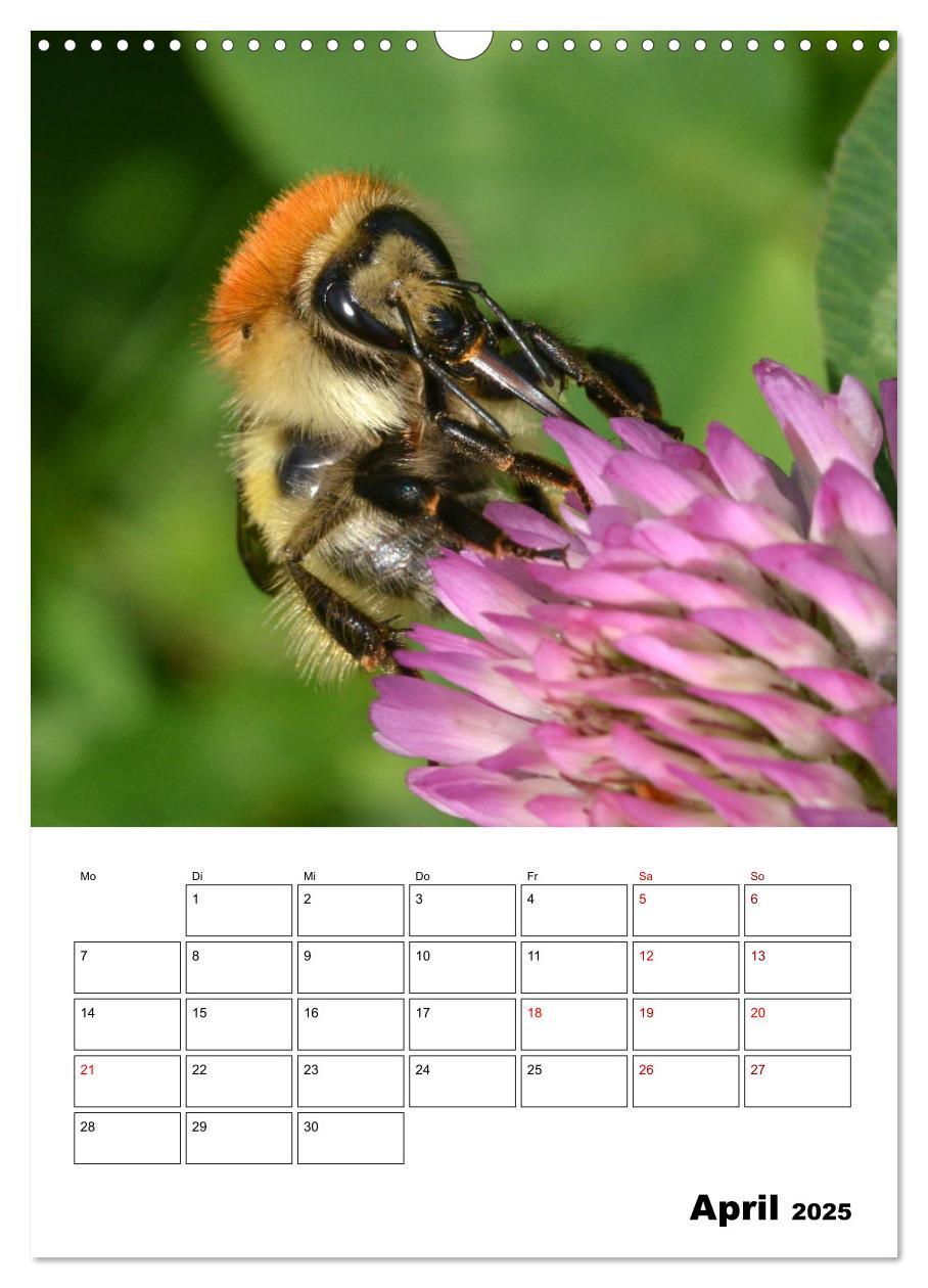 Bild: 9783435879168 | Hummeln und Bienen Terminplaner (Wandkalender 2025 DIN A3 hoch),...