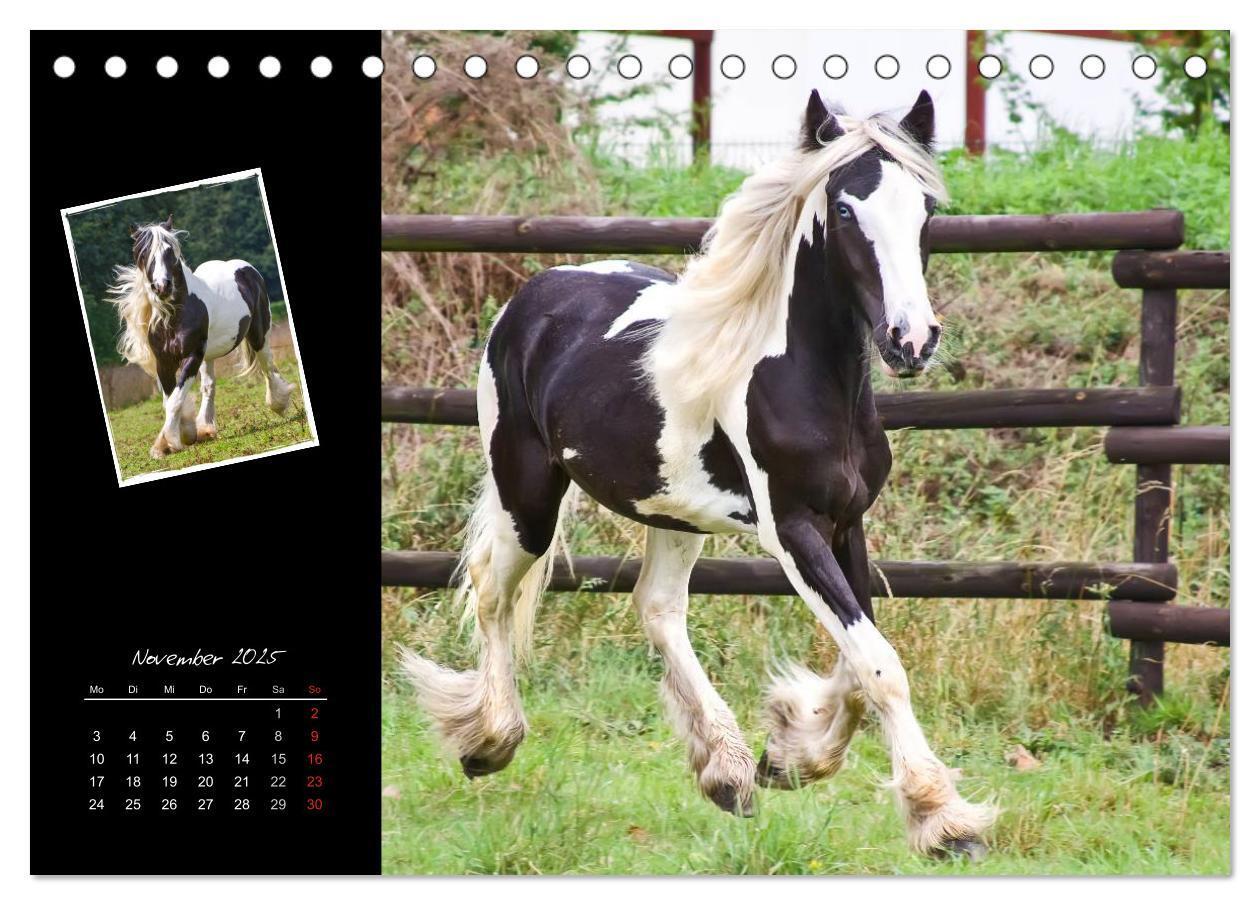 Bild: 9783435747139 | Irish Tinker (Tischkalender 2025 DIN A5 quer), CALVENDO Monatskalender