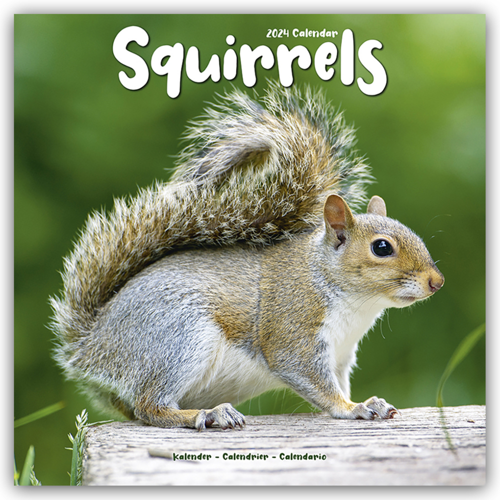 Cover: 9781804601587 | Squirrels - Eichhörnchen - Grauhörnchen 2024 - 16-Monatskalender | Ltd