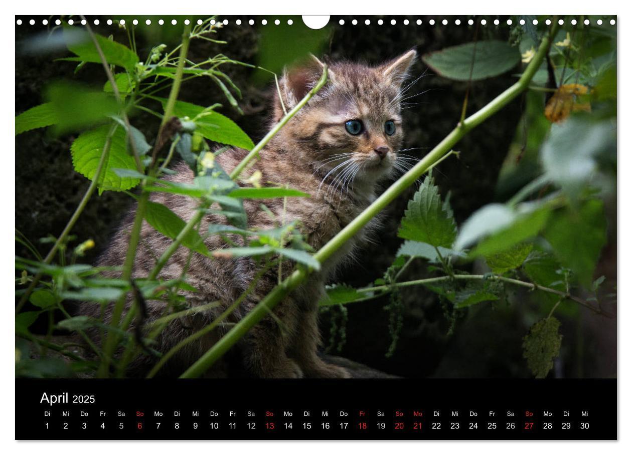 Bild: 9783435390991 | Wildkatzen - scheue Samtpfoten (Wandkalender 2025 DIN A3 quer),...