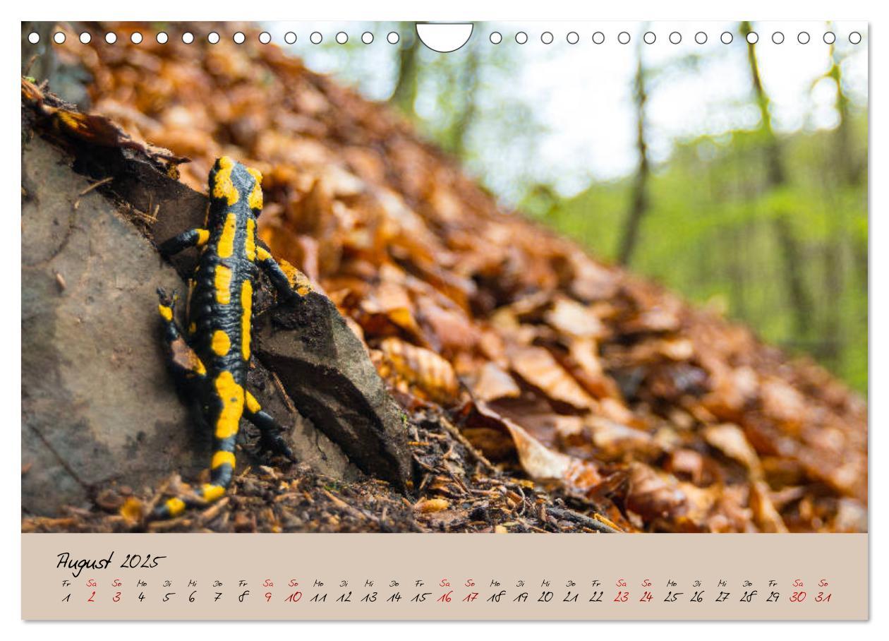 Bild: 9783435173228 | Feuersalamander - Liebenswerte Heimlichtuer (Wandkalender 2025 DIN...