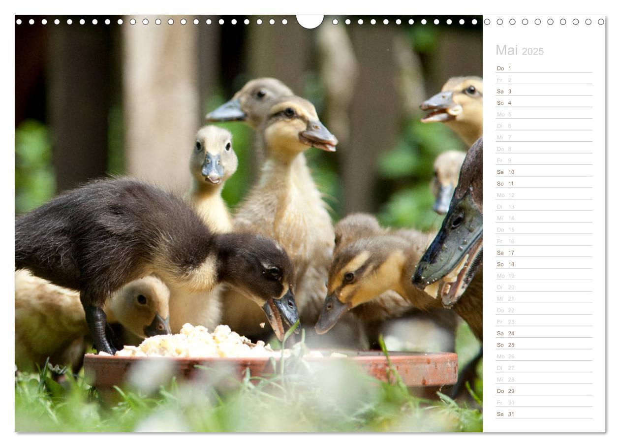 Bild: 9783435300549 | Laufenten - tierisch liebenswerte Zeitgenossen (Wandkalender 2025...