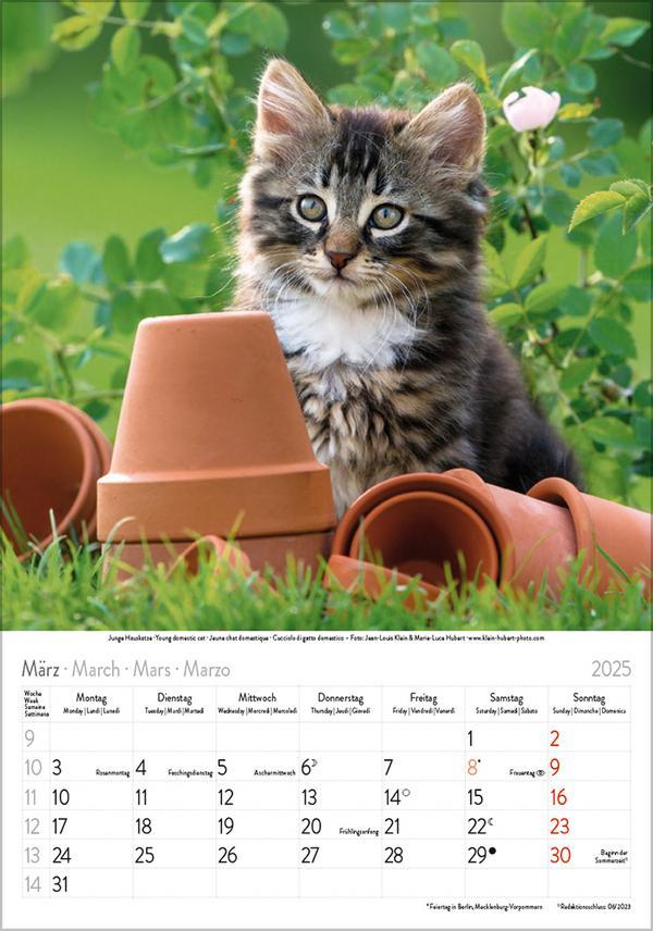 Bild: 9783731876168 | Katzen 2025 | Verlag Korsch | Kalender | Spiralbindung | 13 S. | 2025