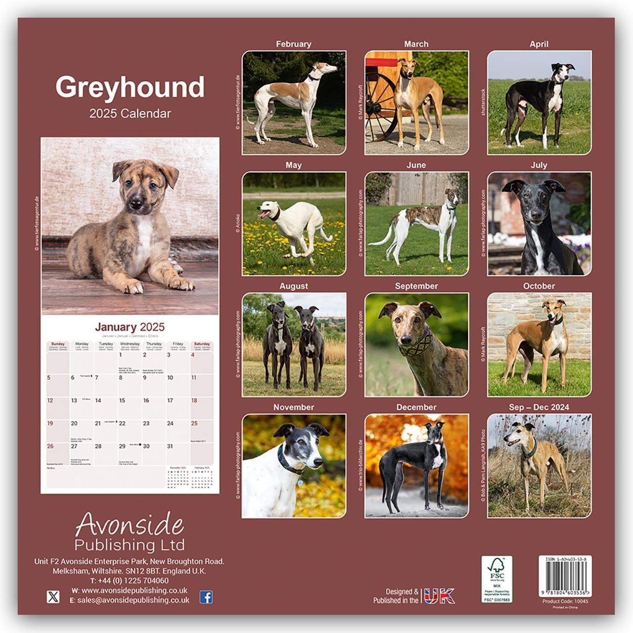 Rückseite: 9781804603536 | Greyhound - Großer Englischer Windhund 2025 - 16-Monatskalender | Ltd