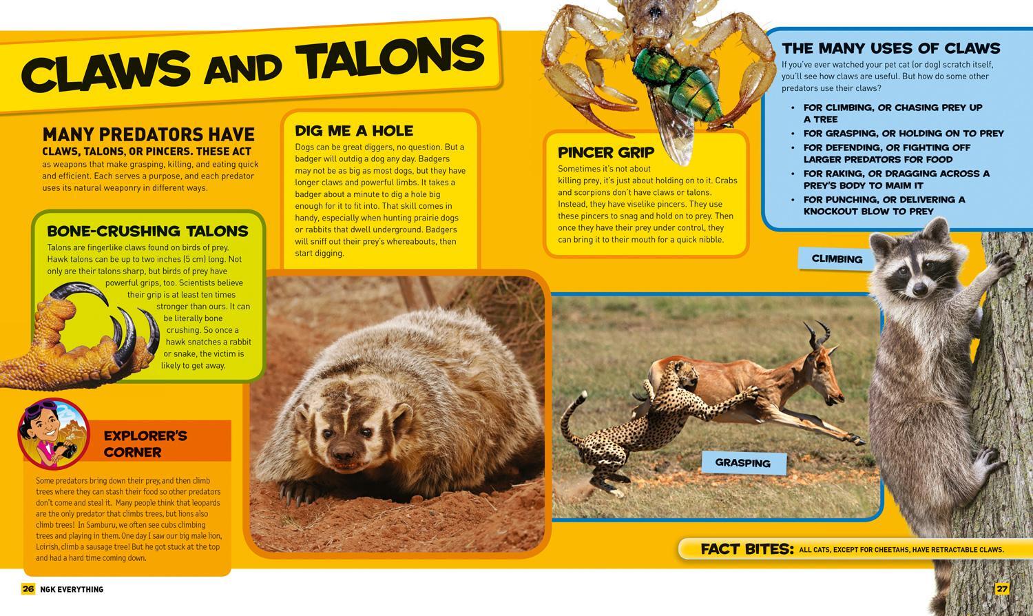 Bild: 9781426325342 | National Geographic Kids Everything Predators | Blake Hoena | Buch