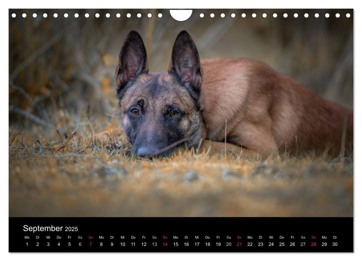 Bild: 9783435643554 | Belgischer Schäferhund - Der Malinois (Wandkalender 2025 DIN A4...