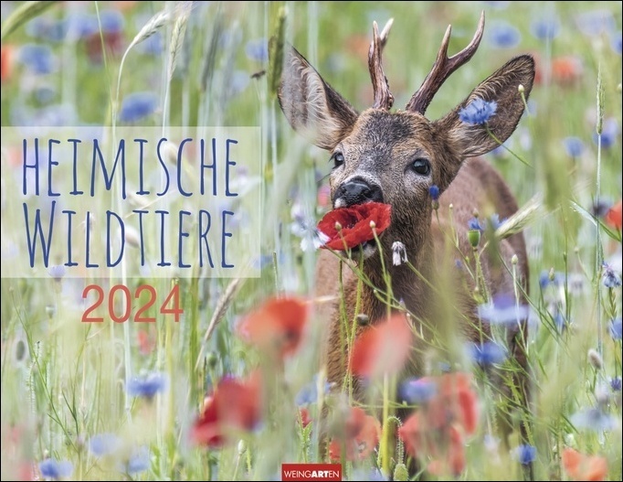 Cover: 9783840085437 | Heimische Wildtiere Kalender 2024. Von Igel bis Wildschein:...