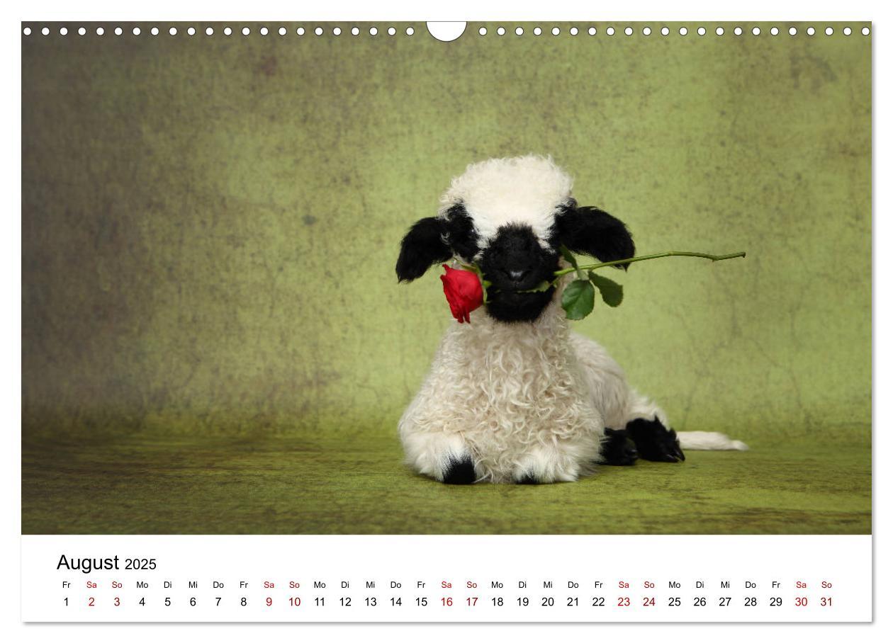 Bild: 9783435327034 | Walliser Schwarznasenschaf Valais Blacknose Sheep (Wandkalender...