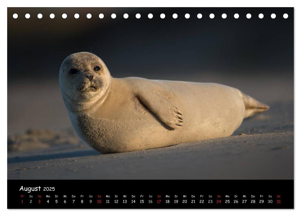 Bild: 9783435712014 | Robben auf Helgoland 2025 (Tischkalender 2025 DIN A5 quer),...