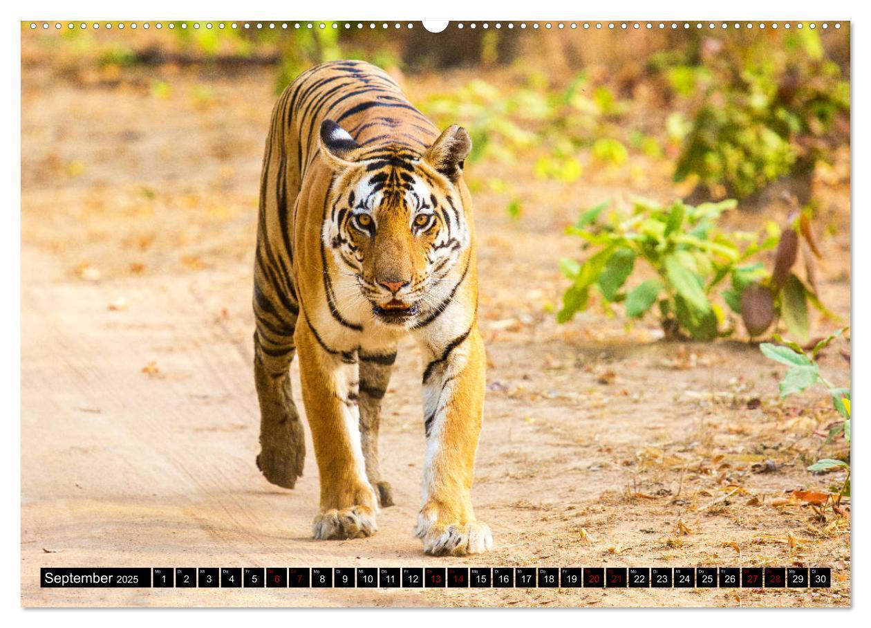 Bild: 9783435215799 | Indien - Im Reich des Tigers (Wandkalender 2025 DIN A2 quer),...