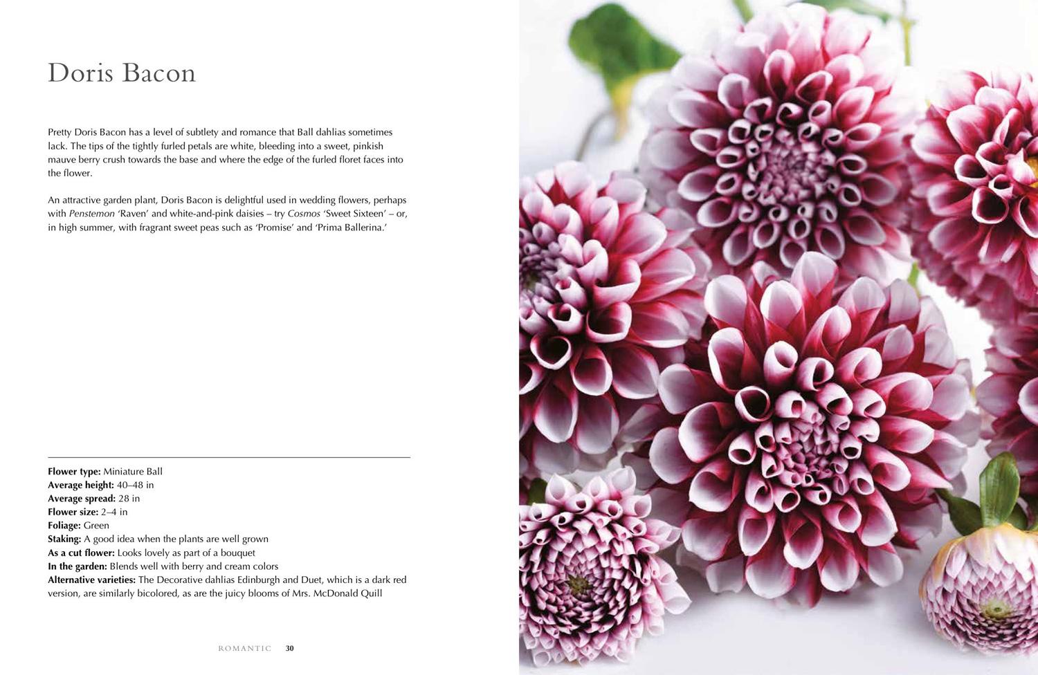 Bild: 9781911595250 | Dahlias | Beautiful varieties for home and garden | Lane (u. a.)