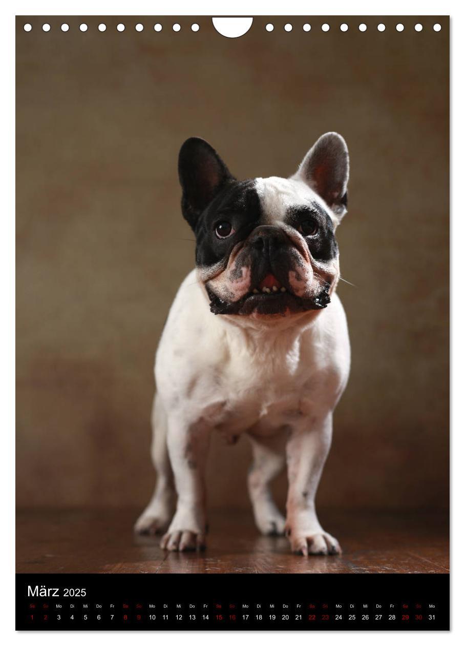 Bild: 9783457003756 | Bullys mit Charme - Französische Bulldoggen im Portrait...