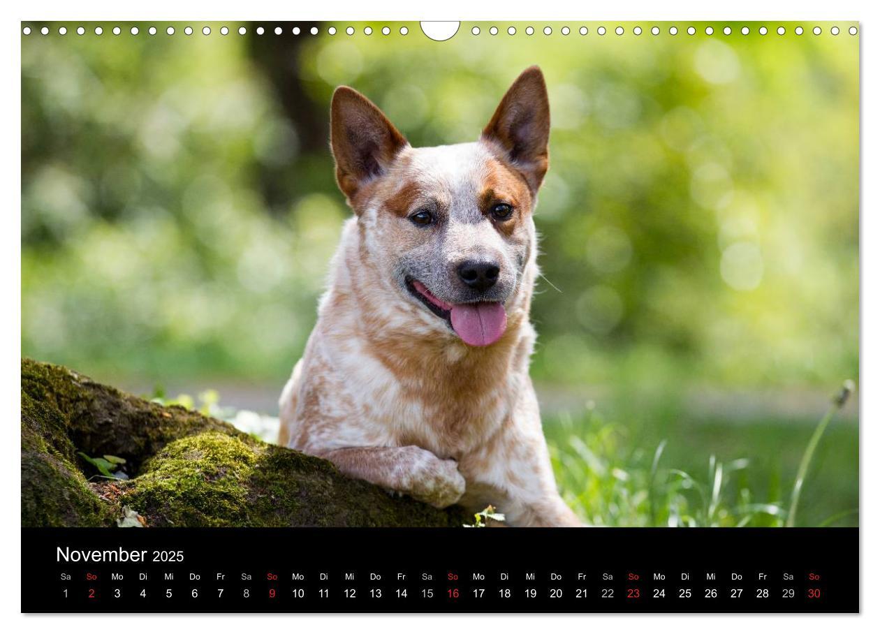 Bild: 9783435463558 | Australian Cattle Dogs zwischen Kunst und Kultur (Wandkalender 2025...