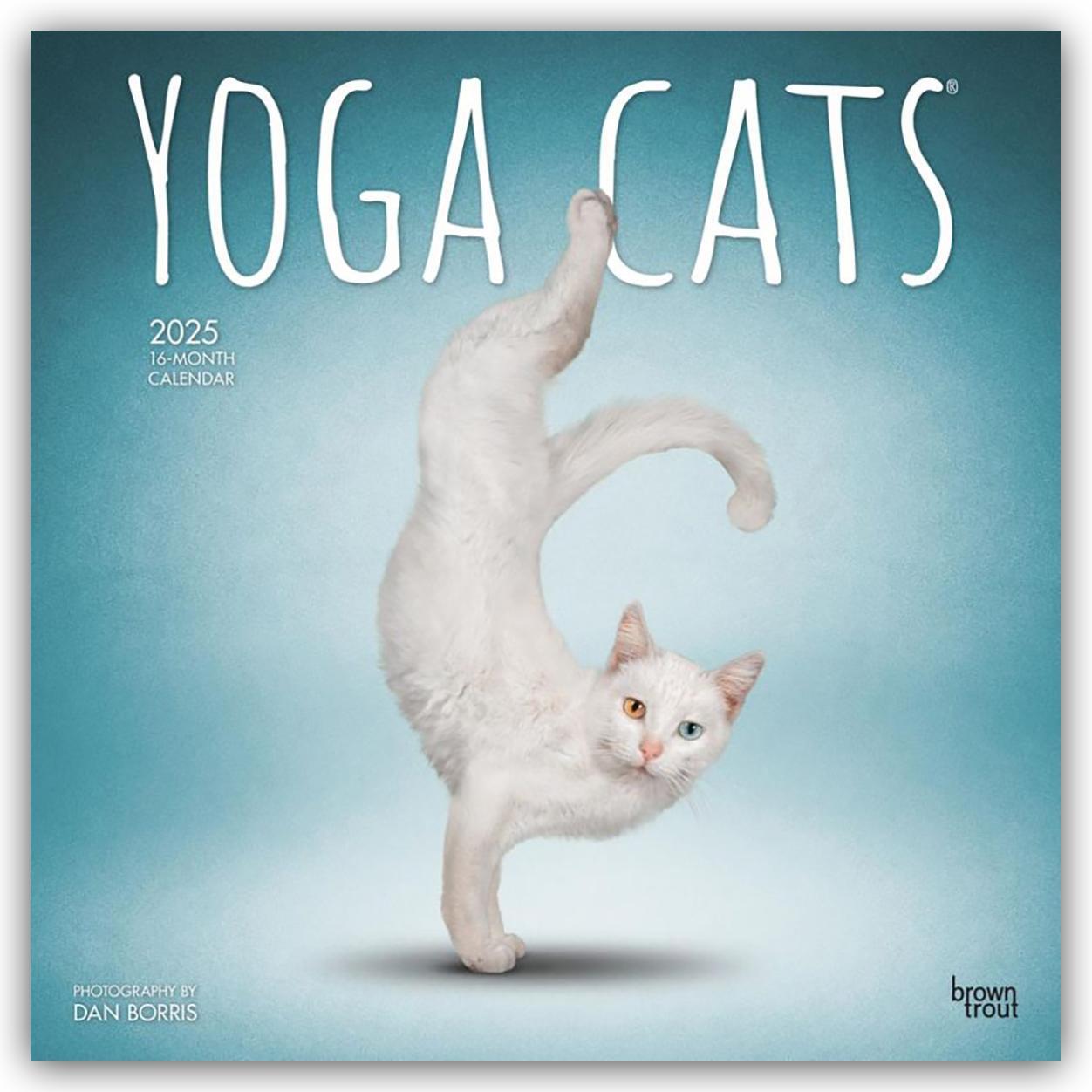 Cover: 9781975479862 | Yoga Cats - Yoga-Katzen 2025 - 16-Monatskalender | Publisher | 14 S.